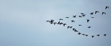 Barnacle Geese Flying to Roost clipart