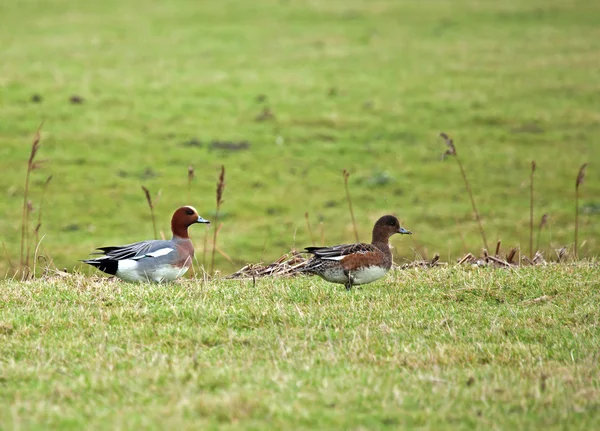 欧亚 wigeon 双 — 图库照片