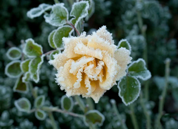 Rose och frost — Stockfoto