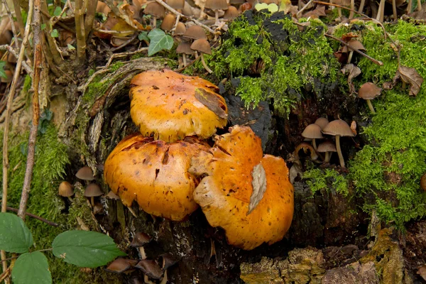 Spectacular Rustgill Fungus — Stock Photo, Image