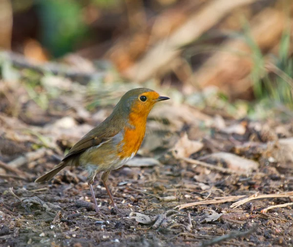 Rotkehlchen im Wald — Stockfoto