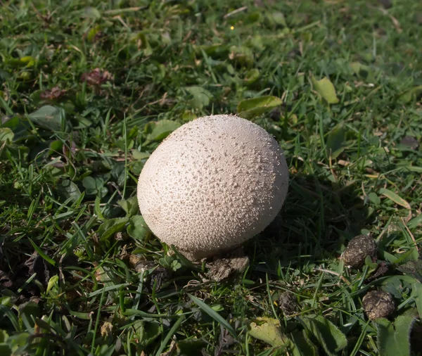 Champignon Puffball — Photo