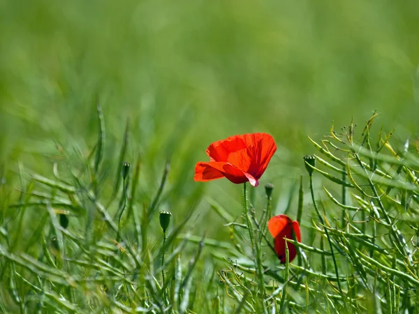 Red Poppy — Stock Photo, Image