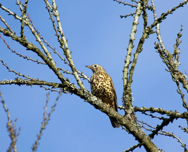 Mistle Thrush in Tree — Stock Photo, Image