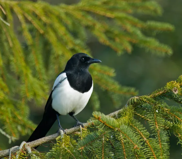 Magpie in Tree — Zdjęcie stockowe