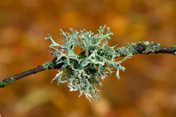 Flechten auf Ast — Stockfoto