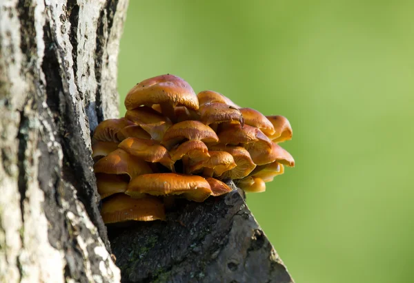 Pilz auf Baum — Stockfoto