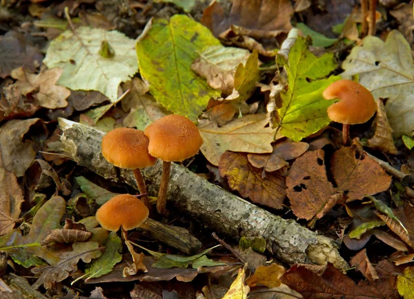 Düzenbaz mantar — Stok fotoğraf