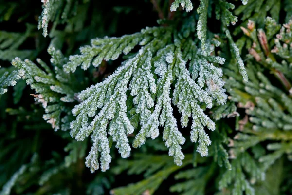 Frost on Hedge — Stock Photo, Image