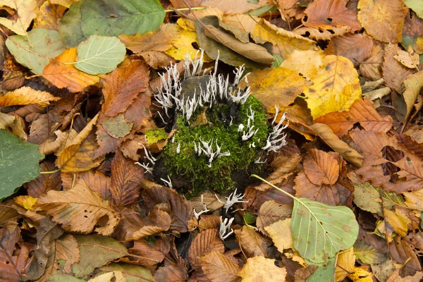 Candlesnuff Fungus — Stock Photo, Image