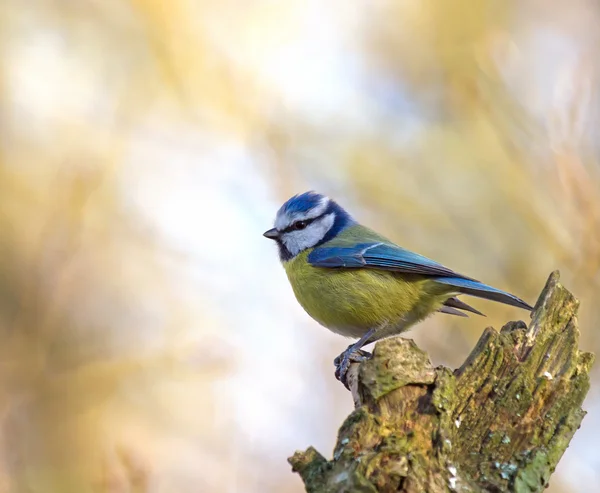 Blaumeise auf Baumstumpf — Stockfoto