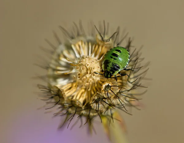 Bug scudo verde su Scabious — Foto Stock