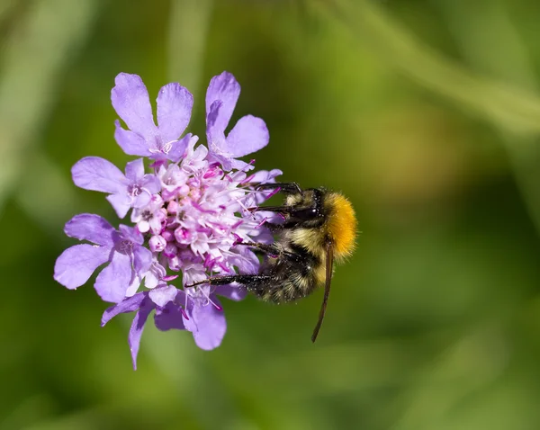 Bee on Scabious Flower — Stock Photo, Image