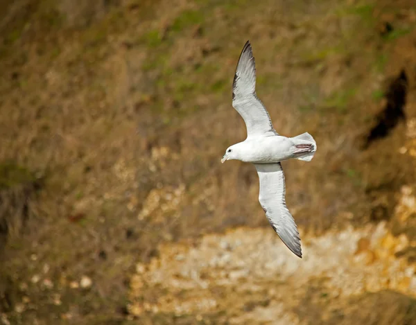 Norte de Fulmar —  Fotos de Stock