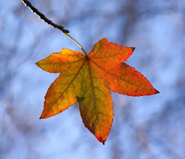Herfst blad met achtergrondverlichting — Stockfoto