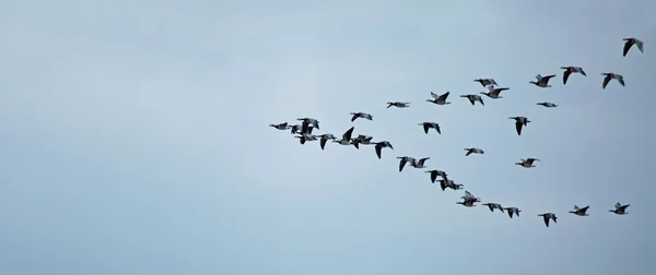 Barnacle ganzen vliegen naar roost Rechtenvrije Stockafbeeldingen