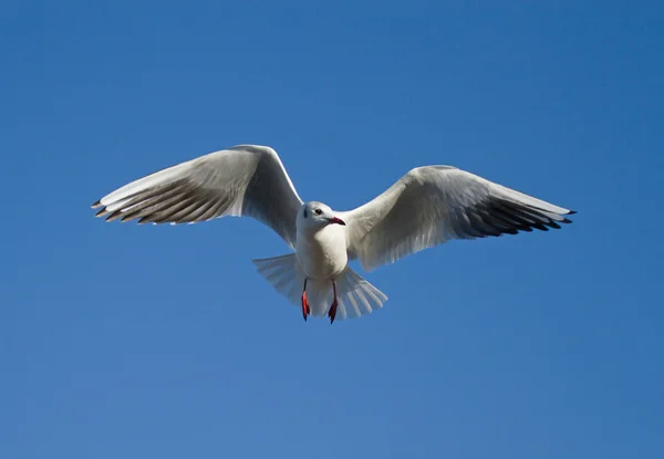 Kokmeeuw — Stockfoto