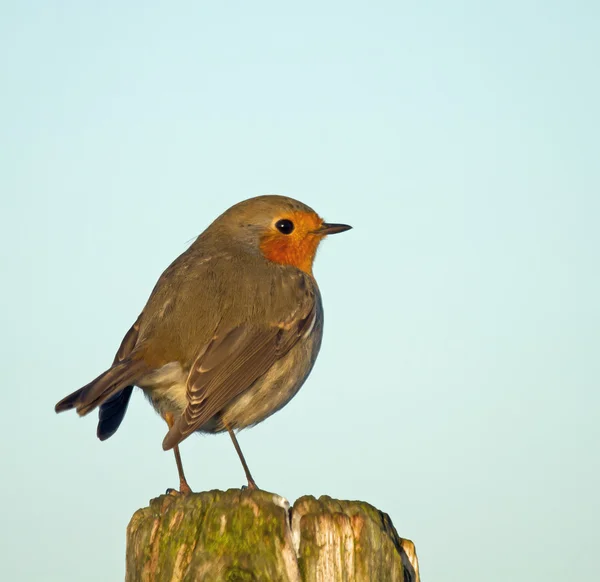 Roodborst Rechtenvrije Stockfoto's