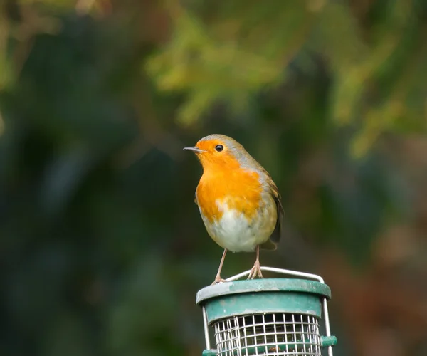 Rotkehlchen auf Feeder — Stockfoto