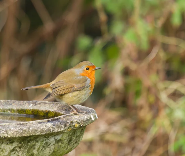 Robin på fågelbad Stockbild