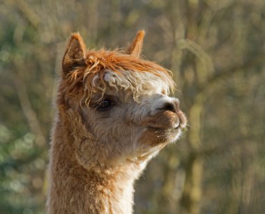 alpaka