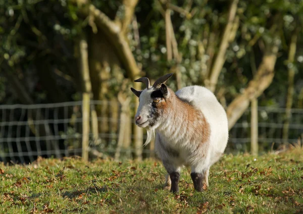 Long-haired Goat — Stock Photo, Image