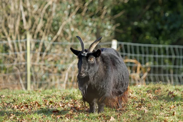 Capra dai capelli lunghi — Foto Stock