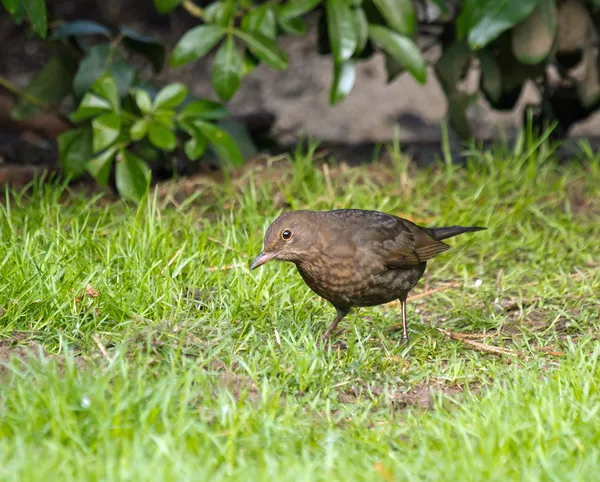 Blackbird looking for food — Stock Photo, Image