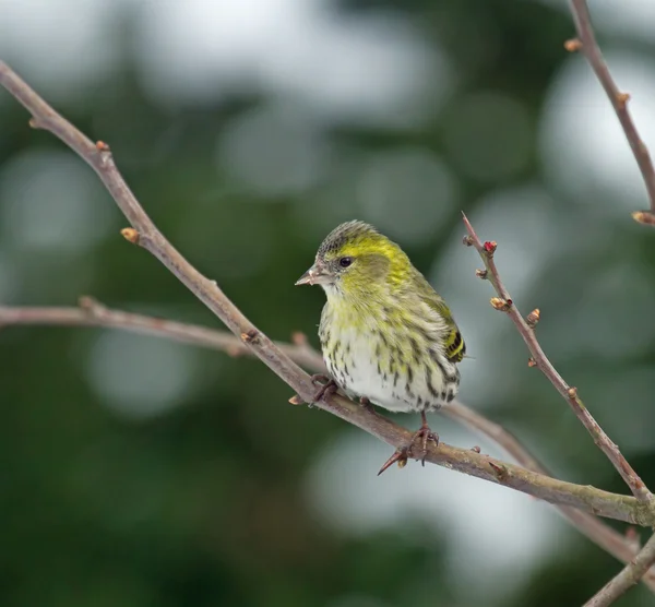 European Siskin in Hawthorn — Stock Photo, Image