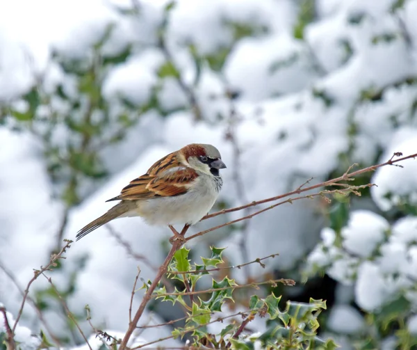 Σπίτι sparrow στο χιόνι Εικόνα Αρχείου