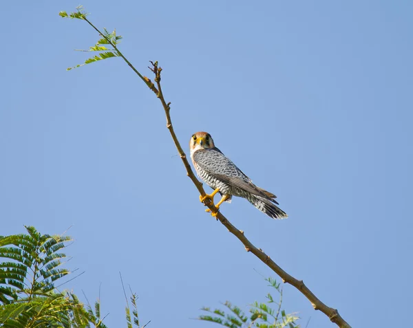 Red-necked falcon Stockfoto