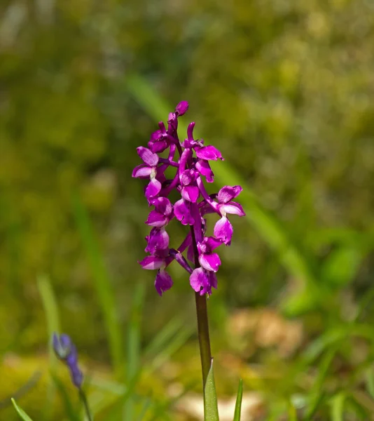 Orquídea roxa precoce — Fotografia de Stock