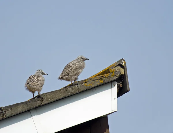 Zilvermeeuw kuikens — Stockfoto