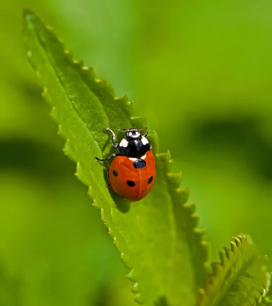 Zeven-spot lieveheersbeestje Stockfoto