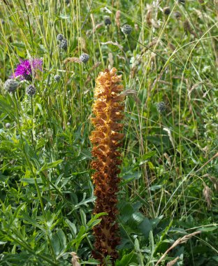 Knapweed Broomrape clipart