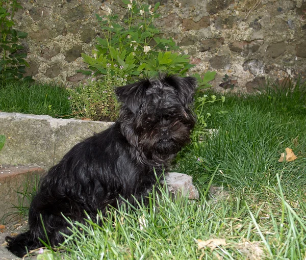 Affenpinscher köpek yavrusu