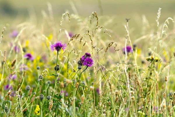 Wildflower weide Stockafbeelding