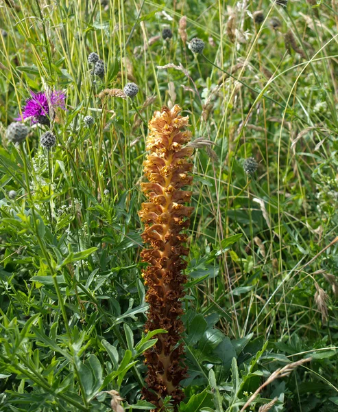 Knapweed Bremraap Rechtenvrije Stockafbeeldingen