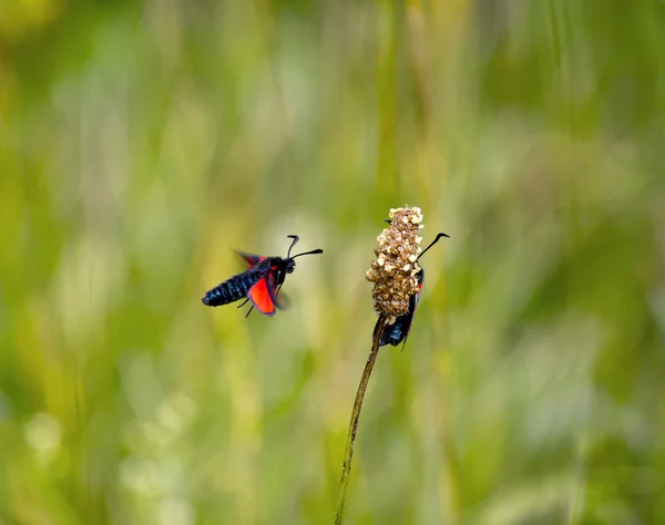 Zes-spot burnet nachtvlinders Rechtenvrije Stockfoto's