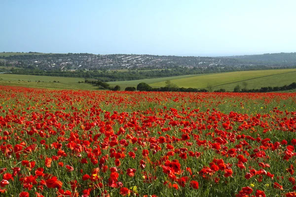 Campo de amapola y Brighton Imagen de stock