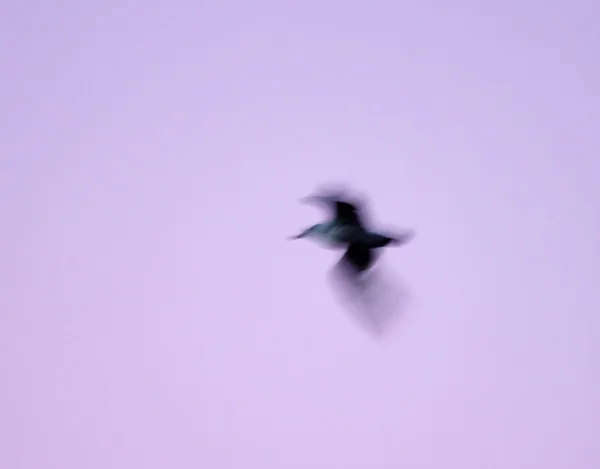 Gaviota en vuelo — Foto de Stock