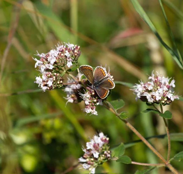 Brązowy motyl argus — Zdjęcie stockowe