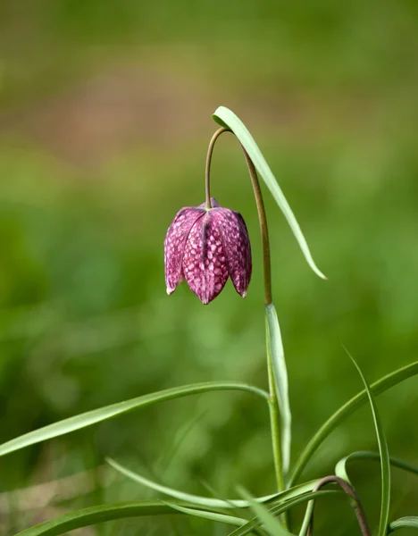 Yılan kafa Fritillary — Stok fotoğraf