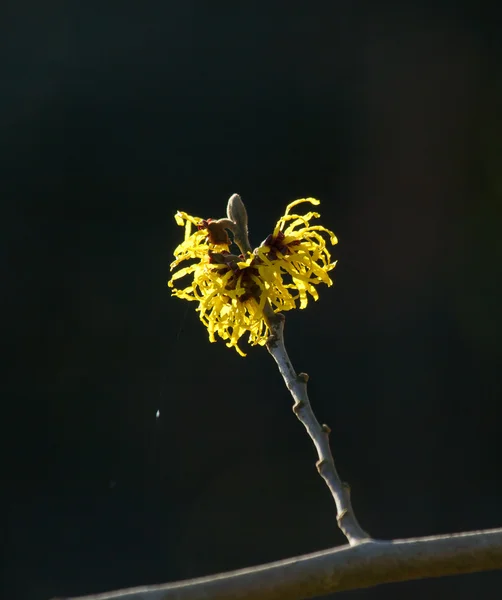 Amarillo bruja avellana flores —  Fotos de Stock