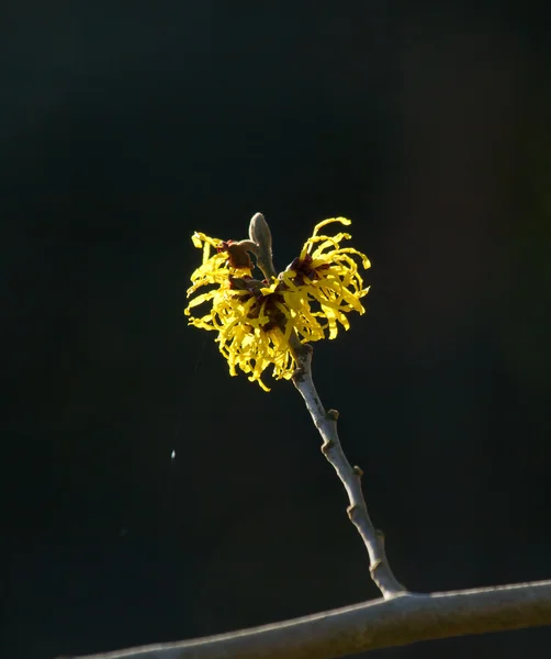 Gul trollhassel blommor — Stockfoto