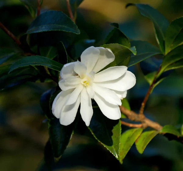 白い椿の花 — ストック写真