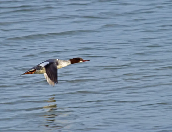 Goosander в польоті — стокове фото