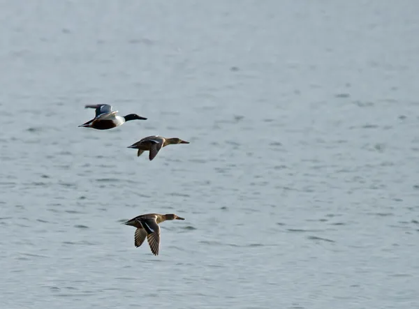 Kaczki shoveler w locie — Zdjęcie stockowe