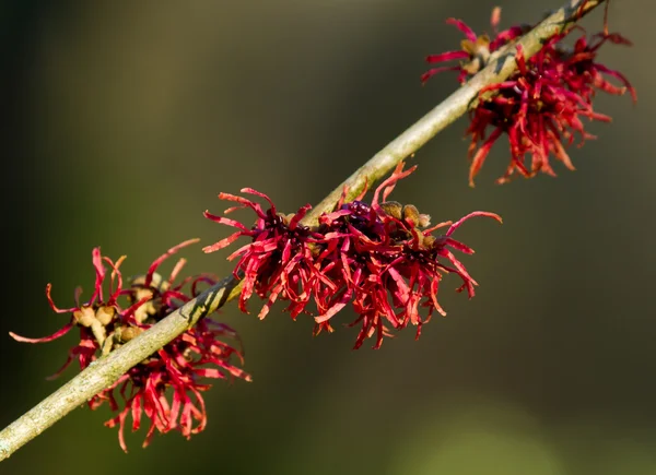 Röd trollhassel blommor — Stockfoto