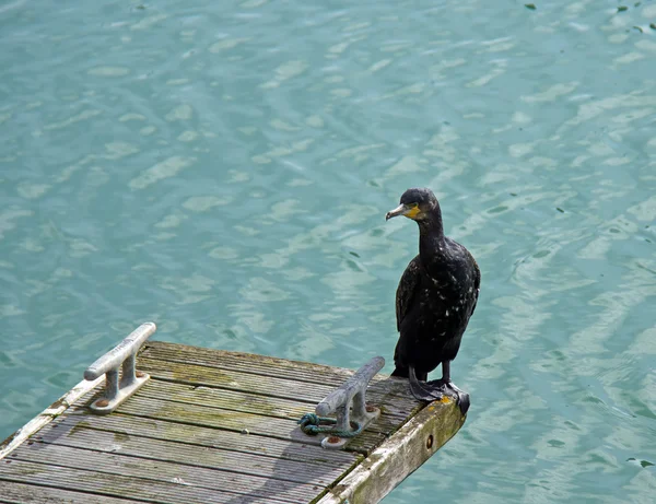 Cormorão na doca — Fotografia de Stock